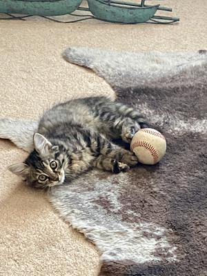 tiger kitten on floor with baseball