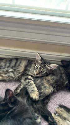 small kitten cuddling with other pets
