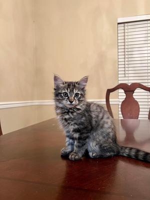 tiger kitten on dining table