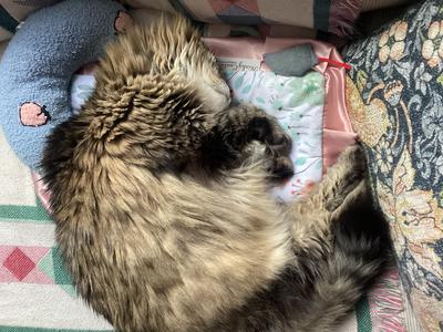 Sophie brown tabby maine coon kitty curled up in a ball.