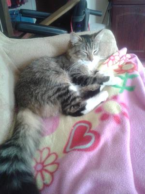 Sosan