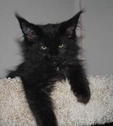Spooky the Black Maine Coon kitten Spooky the Black Maine Coon kitten