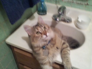 Squeaker