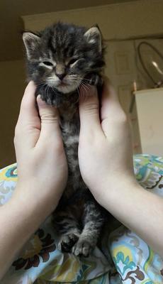 Squid newborn brown kitten being held up.