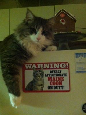 Loveable Mainecoon