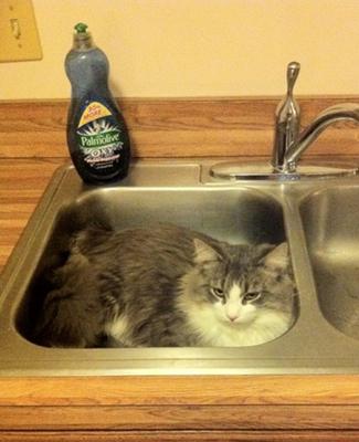 Playing in the Sink