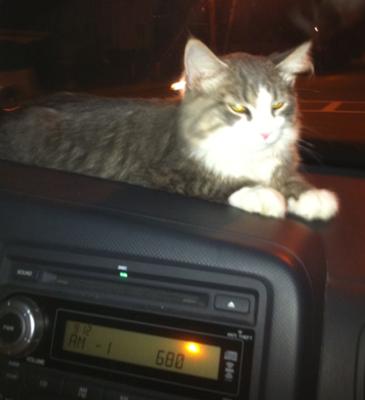 Out for a Car Ride