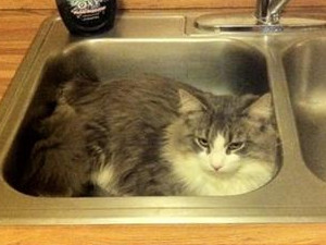 Squidward in a kitchen sink Squidward in a kitchen sink