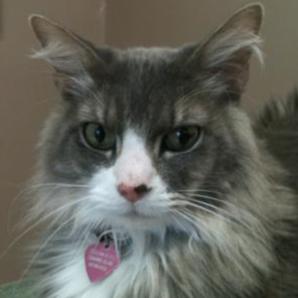 Squirrel gray and white maine coon closeup face