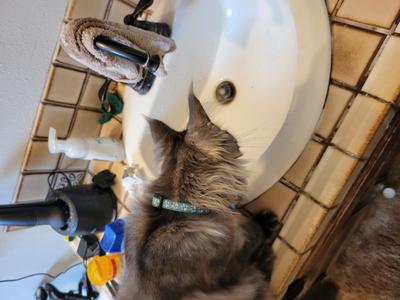 Stanley black smoke maine coon drinking from sink.