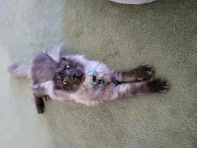 Stanley purebred black smoke laying on floor looking up.