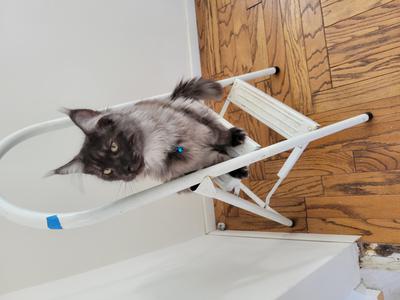 Stanley handsome black smoke maine coon cat on a step stool.