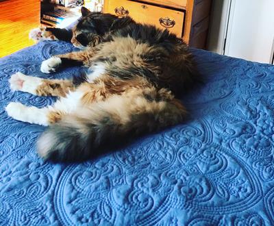 fluffy calico cat on a blue bedspread