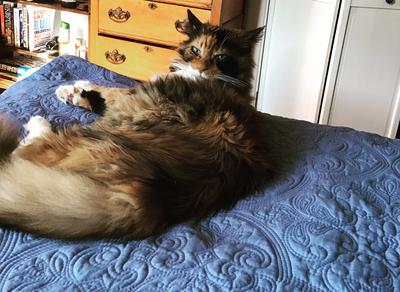 pretty calico cat on a blue bed looking up