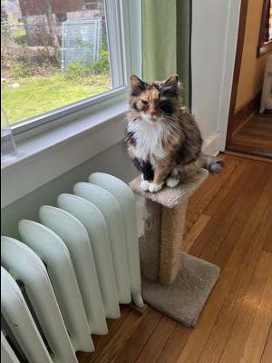pretty calico cat sitting atop a scratching post