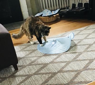 calico kitty playing with a toy on living room carpet