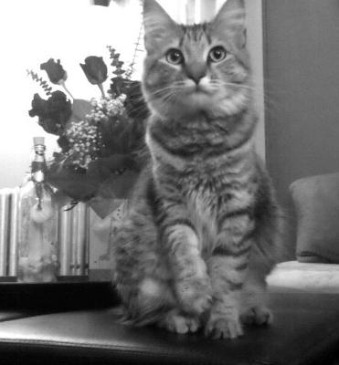 Stella