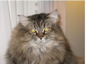 Stella
