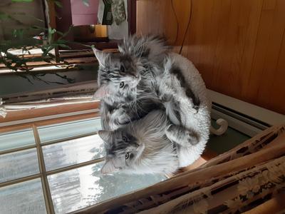 two silver maine coons sharing a cat tree bed.