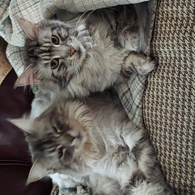 Sterling and Delilah two silver tabby maine coon cats side by side.