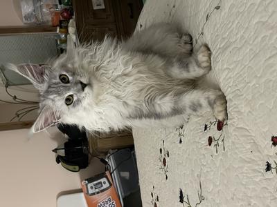 beautiful silver young maine coon purebred sterling