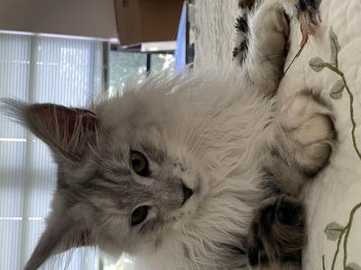 beautiful silver young maine coon purebred sterling