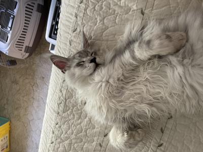 beautiful silver young maine coon purebred sterling
