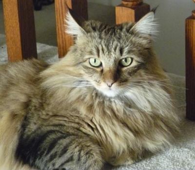 Stewart