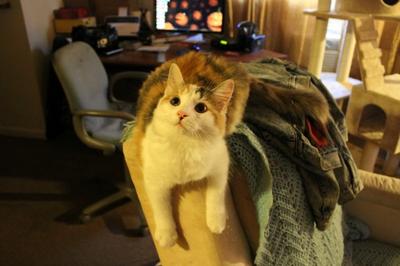 Girl Cat