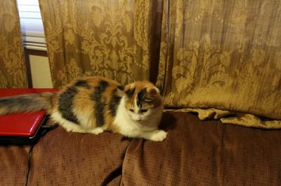 Girl Cat