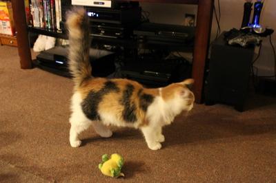 Girl Cat
