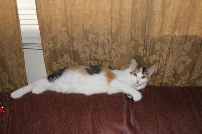 Girl Cat