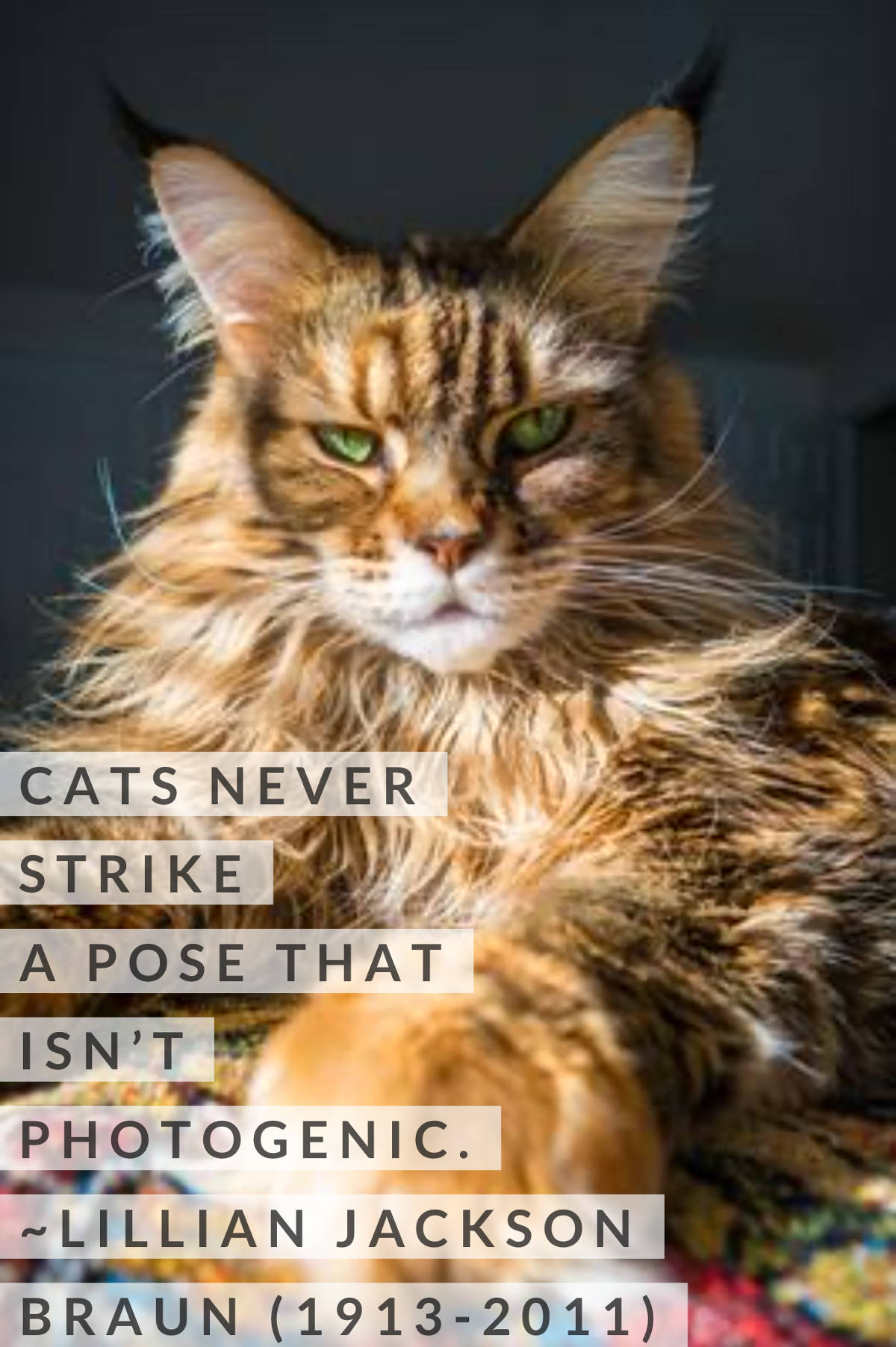 Cats never strike a pose that isn't photogenic - Quote and brown maine coon tabby cat picture