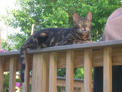 Stripes! tabby cat outside on railing