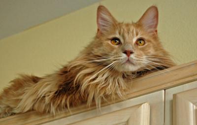 Simba