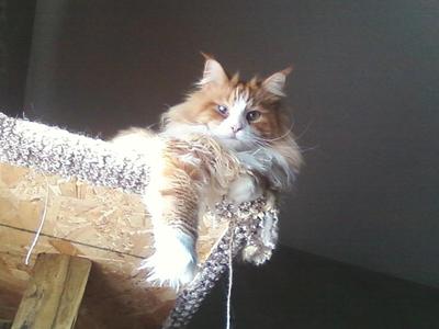 Ginger Maine Coon Cat ginger maine coon looking down from cat tree