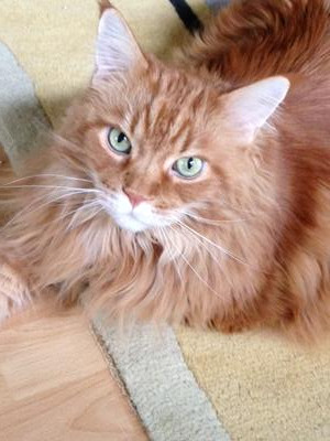 Surfer Dude is ginger with green eyes! ginger maine coon cat with striking green eyes