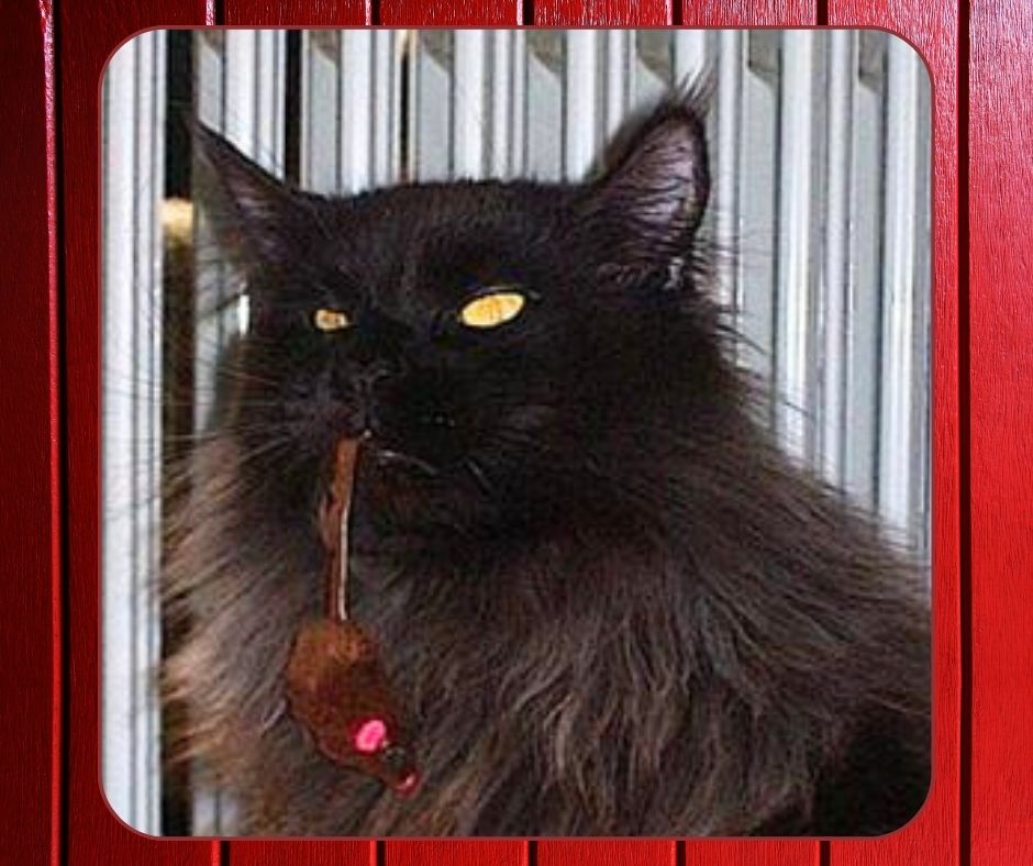 Sven black maine coon cat with toy mouse in its mouth