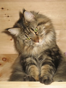 Bella! bella classic tabby brown maine coon cat