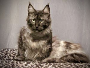beautiful longhaired smoke colored kitty