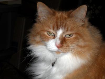 Sybil