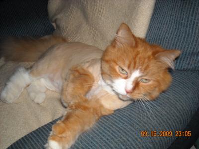 Sybil