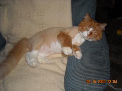 Sybil