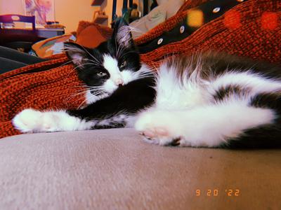 black and white cat looking dreamy-eyed