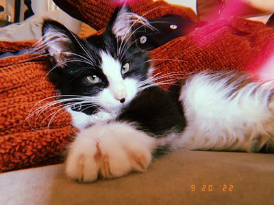 closeup of sleepy black and white kitty