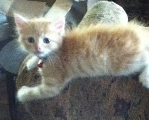 Sylvester
