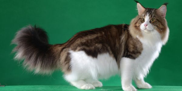 tabby and white maine coon cat with a big tail