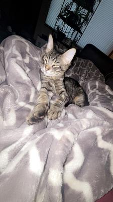 Cute kitten tabby kitten on a bed.