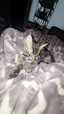 Cute kitten tabby kitten on a bed.