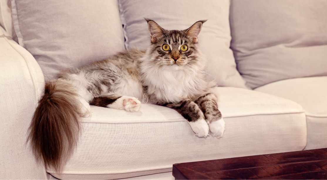 Maine Coon at Home tabby maine coon cat lounging on a couch at home